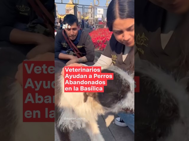 ⁣Así ayudan veterinarios de la Agencia de Atención Animal a los perritos peregrinos - N+ #Shorts