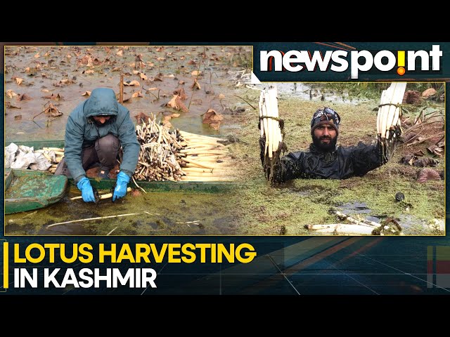 ⁣Harvesting Lotus: Kashmir's Freezing Tradition Of Resilience | WION Newspoint