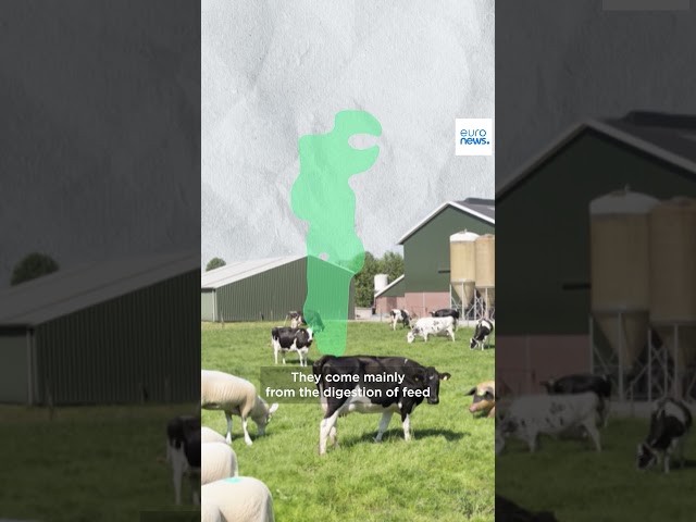 ⁣EP9 | Explainer: Livestock farming’s contribution to Europe’s carbon emissions