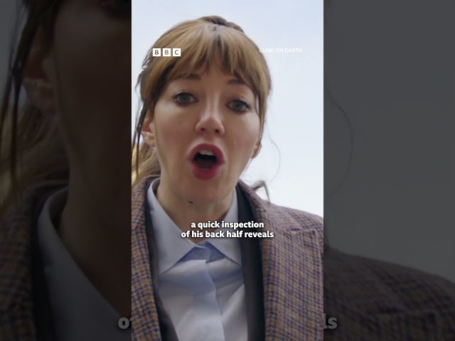 ⁣Philomena Cunk critiques Michelangelo's David