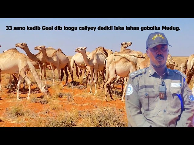 ⁣33 sano kadib Geel la-dhacay oo dib loogu celiyey dadkii iska lahaa gobolka Mudug.