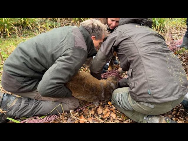 ⁣Chevreuils sous surveillance : comprendre la faune sauvage