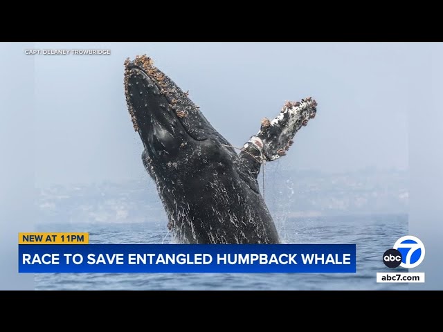 ⁣Rescue crews searching for entangled humpback whale spotted off coast of Newport Beach