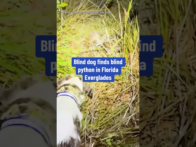 ⁣Whoever said a blind dog can't hunt has never met Helen. #florida #news #fox13news #animals