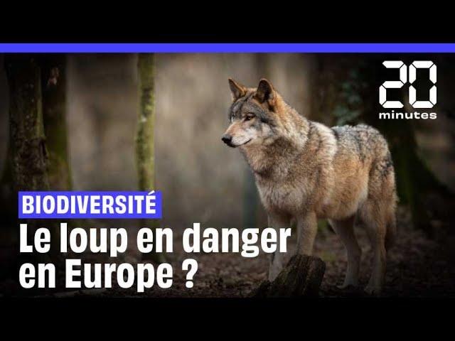 ⁣Le loup perd son statut d’espèce très protégée en Europe