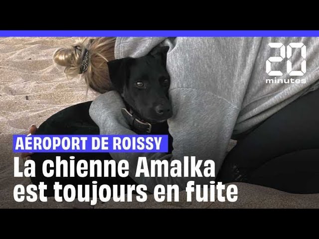 ⁣Amalka : La chienne qui  s'est échappée de sa cage à Roissy est toujours en fuite