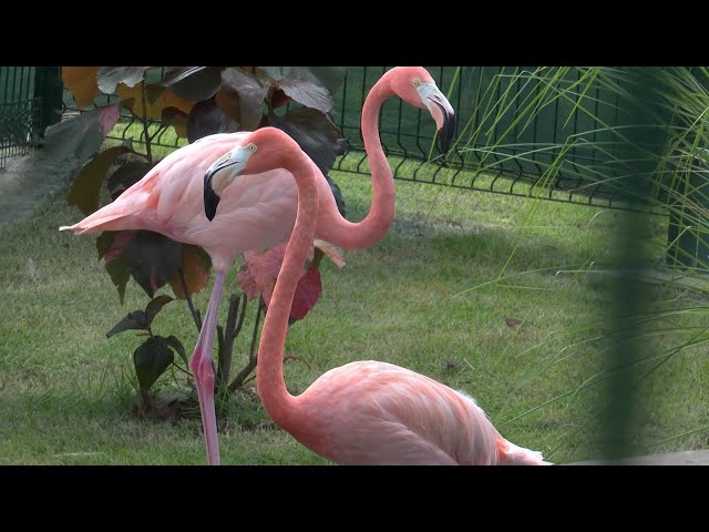 ⁣Flamingo exhibit opens at Paradise Nature Park