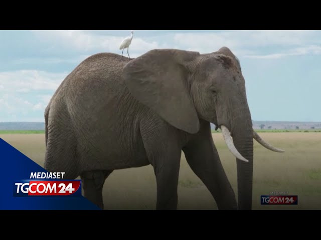 ⁣Namibia, è (di nuovo) caccia agli elefanti