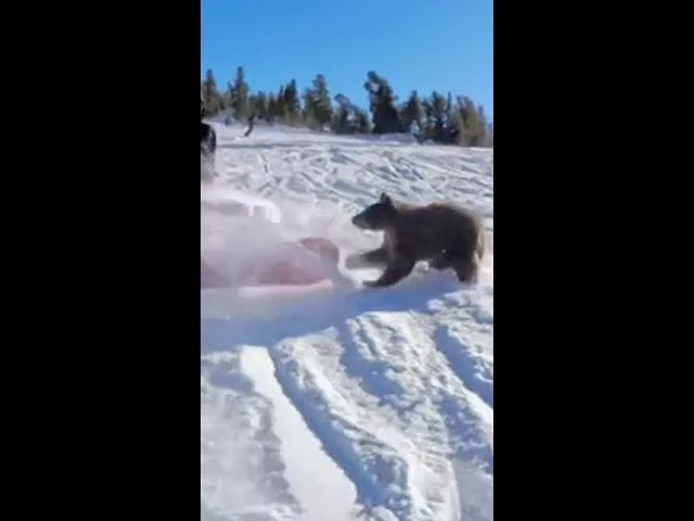 ⁣Bear shocks snowboarders on the slopes in Lake Tahoe #Shorts