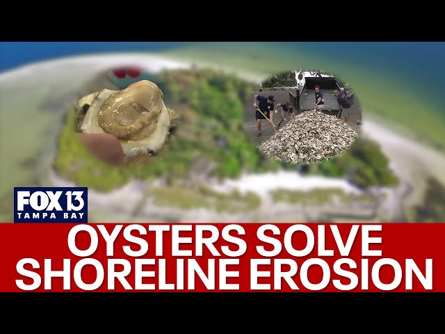 ⁣Inside Tampa organization's mission to stop shoreline erosion using shucked oysters