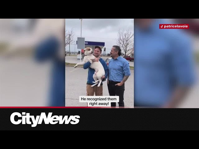 ⁣Dog reunited with his family after four years