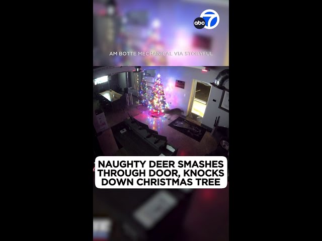 ⁣Naughty deer smashes through door, knocks down Christmas tree