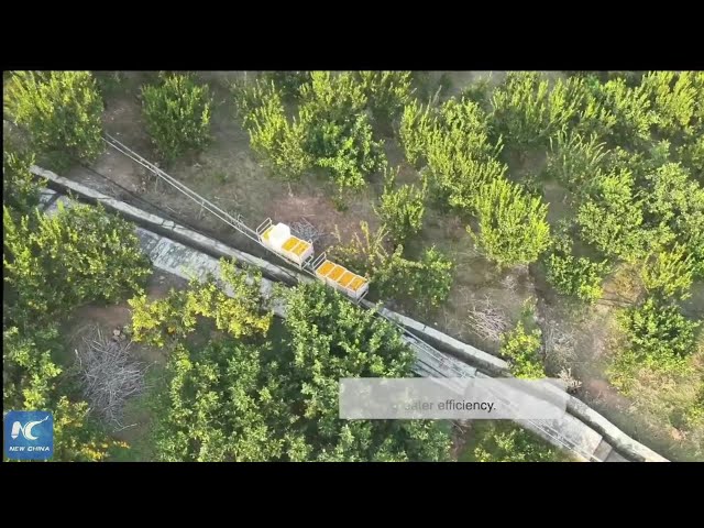 ⁣How mini trains drive efficiency in China's citrus farms