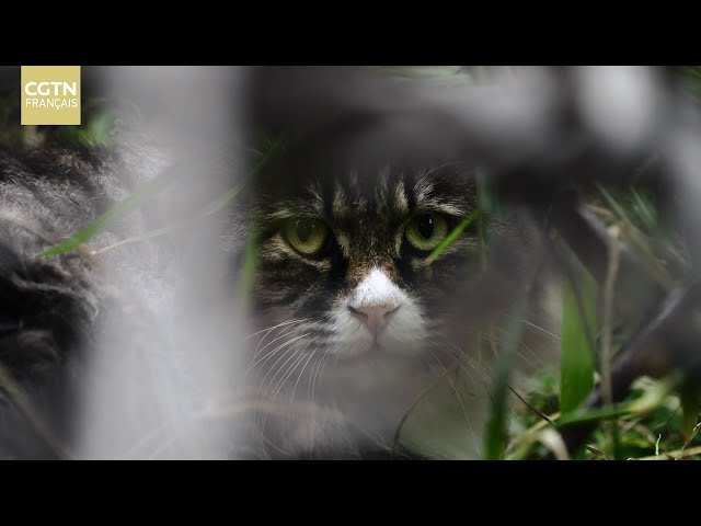 ⁣À la poursuite du « chat roi »