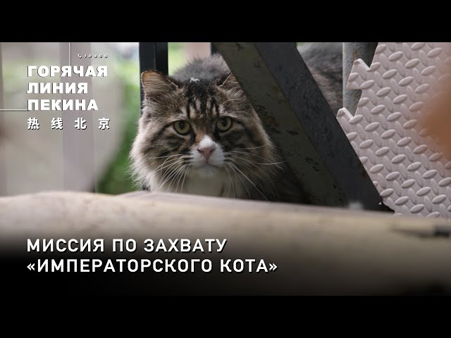 ⁣Миссия по захвату «императорского кота»