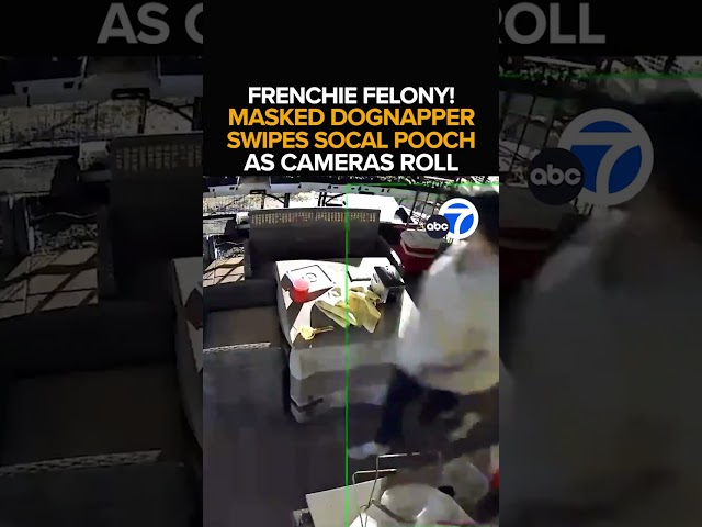 ⁣Woman steals French bulldog from North Hollywood home