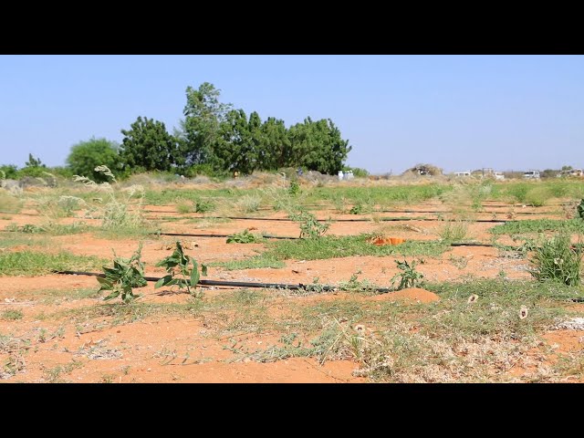 ⁣Dhul beereed laga hirgeliyey Deegaanka Baxdo-gaabo ee Gobolka Mudug.