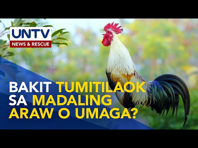 ⁣Mga dapat malaman hinggil sa pagtilaok ng manok | Wonders of Creation