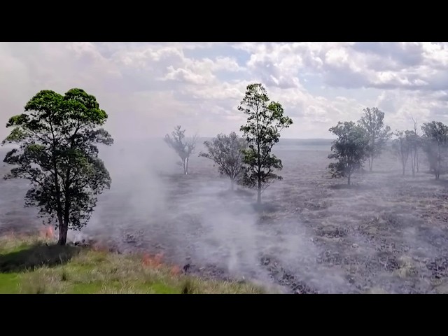 ⁣Paraguay, la forêt des pesticides