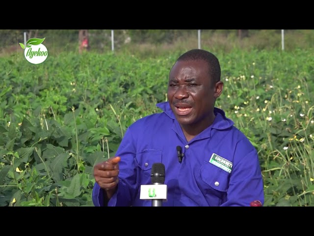 ⁣AYEKOO: QUALITY SEEDS FOR 2025 FARMING SEASON FROM CSIR SARI, TAMALE