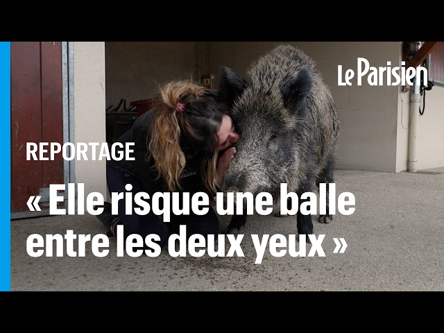 ⁣Rillette, le sanglier domestique d'Elodie, menacé d'euthanasie