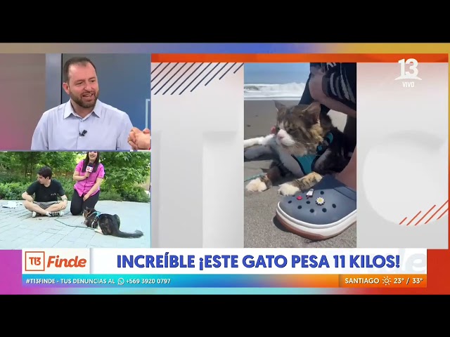 ⁣¡Increíble! Gato gigante pasea con correa: pesa 11 kilos