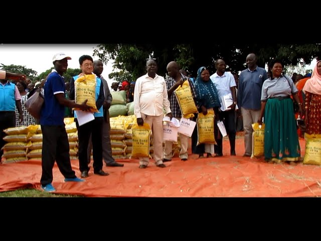 ⁣RICE FARMERS CELEBRATE BUMPER HARVEST IN BUTALEJA DISTRICT