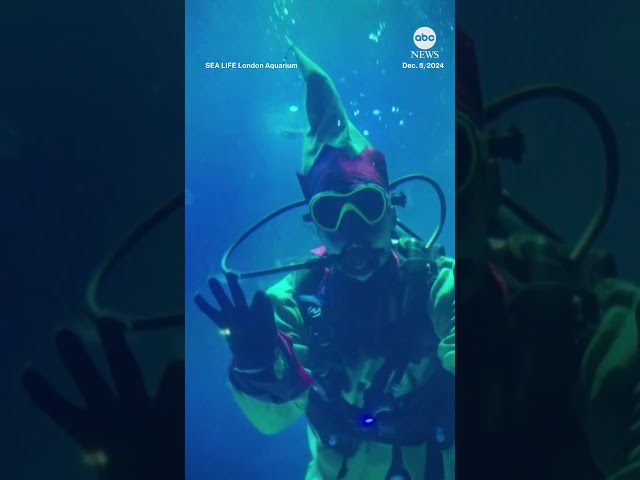 ⁣'Scuba Santa' brings festive cheer to London aquarium