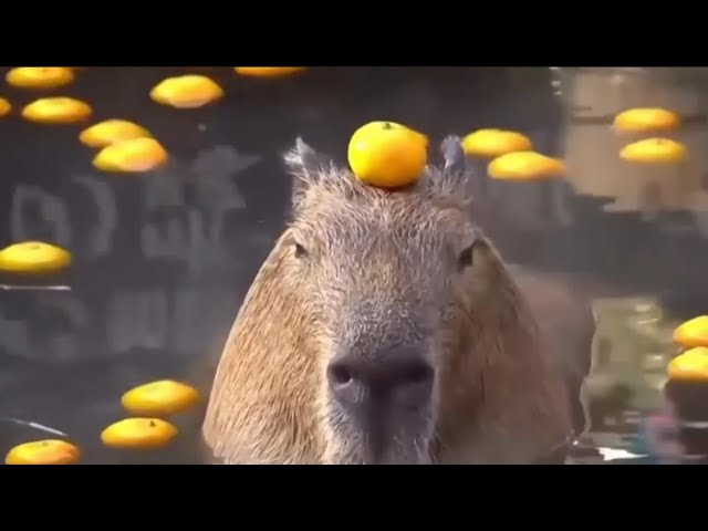 ⁣Capibara: el fenómeno que se toma la navidad