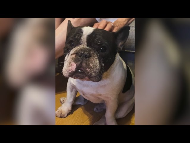 ⁣Woman snatches French bulldog from North Hollywood home in brazen theft