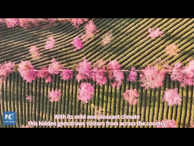 ⁣Winter cherry blossoms in full bloom at SW China's Wuliang Mountain