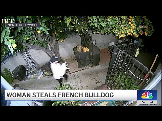 ⁣Woman steals French Bulldog from North Hollywood home