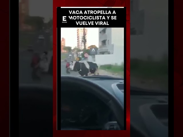 ⁣Vaca arremete contra motociclista en Brasil