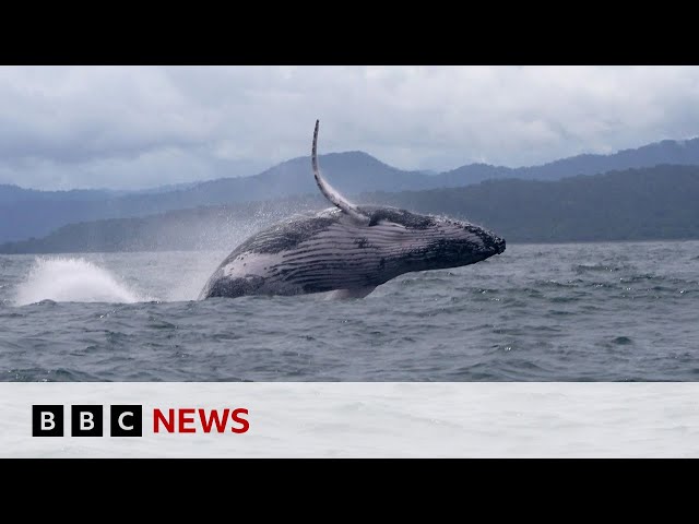 ⁣Humpback whale makes epic migration, astonishing scientists | BBC News