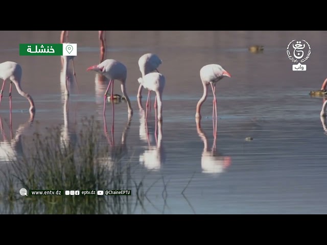 ⁣صور رائعة  لبعض الطيور المهاجرة كطائر النحام الوردي   و بعض الأنواع الأخرى التي حطت بخنشلة