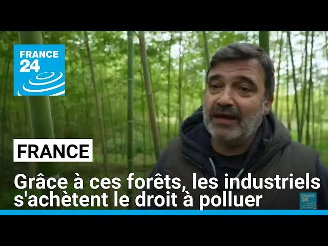 ⁣Ces agriculteurs français plantent des bambous pour vendre aux industriels le droit de polluer