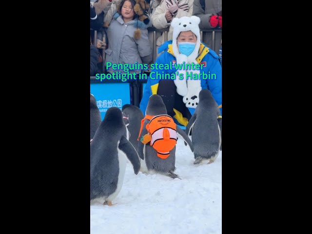 ⁣Penguins steal winter spotlight in China's Harbin