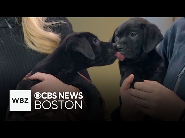 ⁣Adorable and affectionate puppies up for adoption in Massachusetts