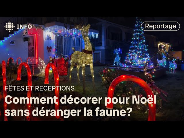 ⁣Conseils pour des décorations de Noël respectueuses de la faune nocturne