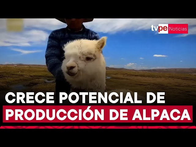 ⁣Concursos de alpacas, una alternativa atractiva para familias productoras de estos animales