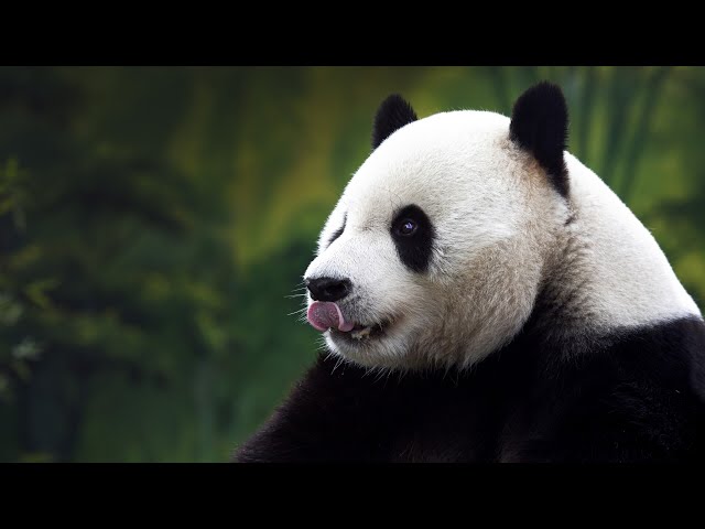 ⁣Two new giant pandas arrive in Adelaide Zoo