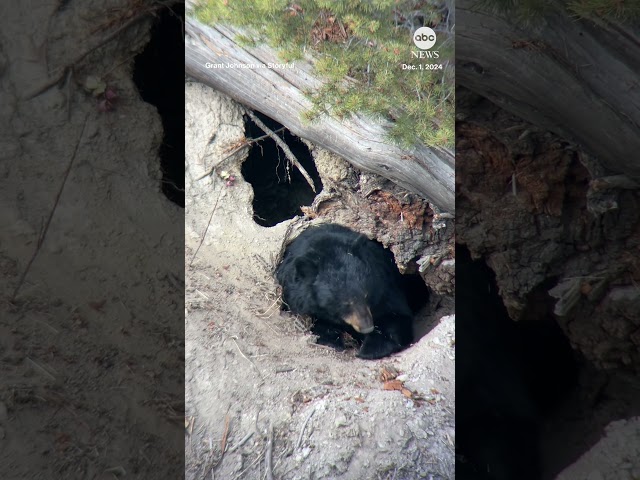 ⁣Bear prepares for hibernation at Yellowstone