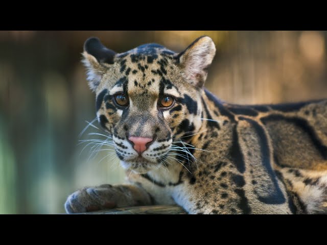 ⁣Sydney conservation centre welcomes birth of clouded leopard cub