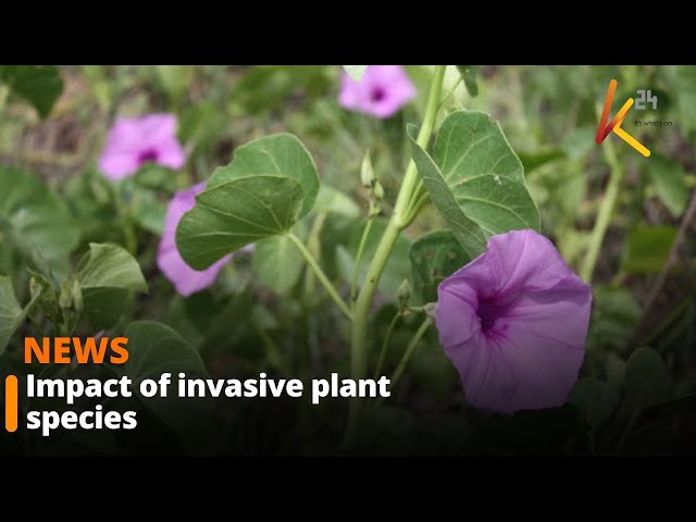 ⁣Livestock farmers raising alarm over the devastating impact of invasive plant species