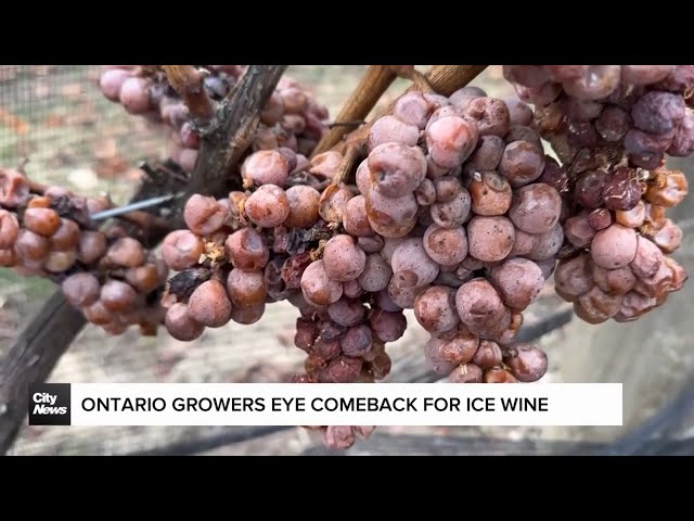 ⁣Ontario growers eye comeback for ice wine