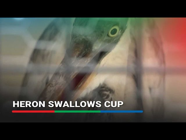 ⁣Vets help heron that swallowed plastic cup | ABS-CBN News