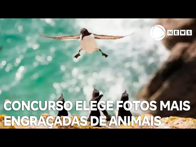 ⁣Concurso elege fotos mais engraçadas de animais selvagens