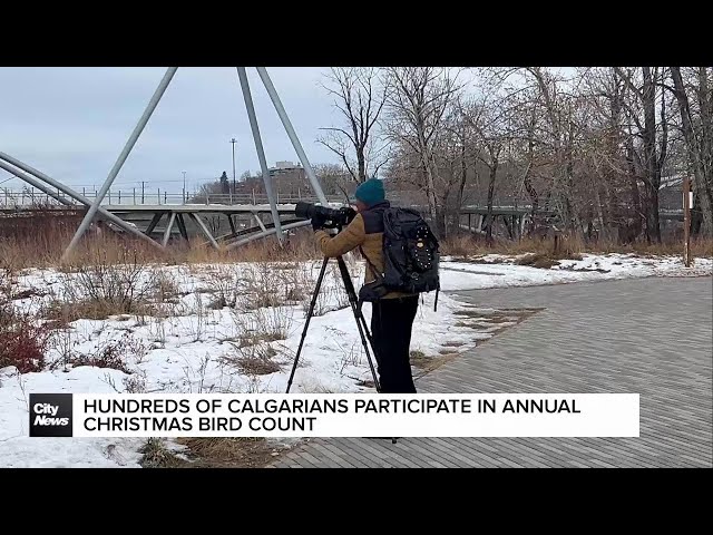 ⁣Hundreds of Calgarians participate in annual Christmas bird count