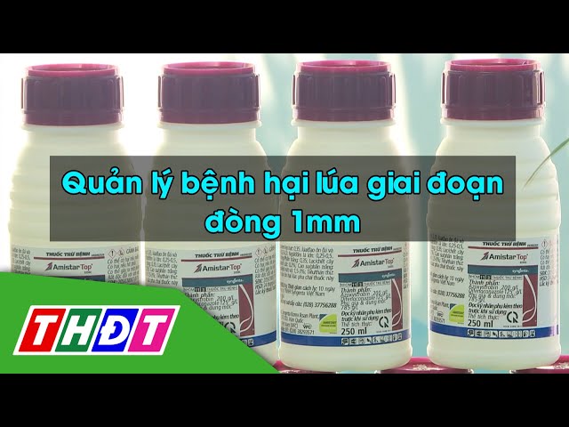 ⁣Quản lý bệnh hại lúa giai đoạn đòng 1mm | Syngenta Thông tin nông nghiệp | THDT