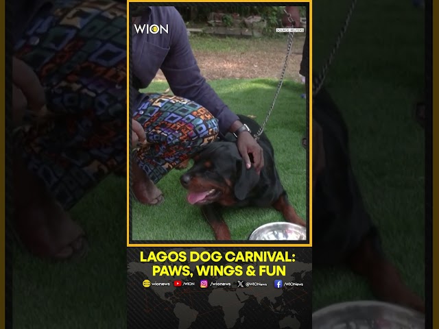 ⁣Dogs Shine At Sixth Annual Lagos Dog Carnival, Celebrating Nigeria’s Growing Pet Community | WION